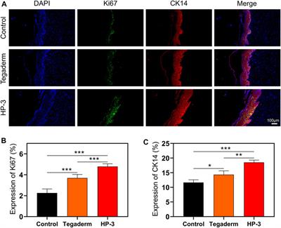 Tough, adhesive biomimetic hyaluronic acid methacryloyl hydrogels for effective wound healing